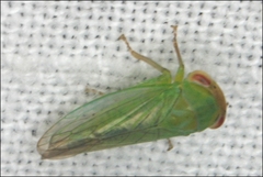 Rosopaella leurensis