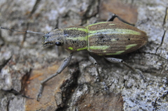Naupactus dissimilis