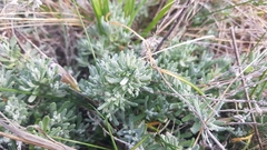 Teucrium capitatum capitatum