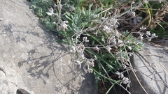 Teucrium capitatum capitatum