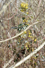 Berberis aquifolium