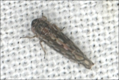 Orosius orientalis