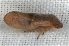 Eoscarta deprivata