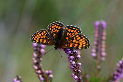 Melitaea aurelia
