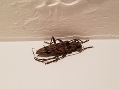 Elytrimitatrix undata