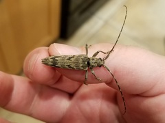 Elytrimitatrix undata