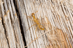 Camponotus maculatus