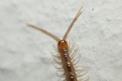 Lithobius melanops