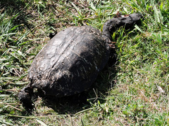 Hydromedusa tectifera