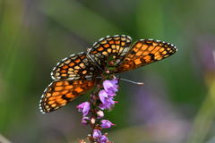 Melitaea aurelia