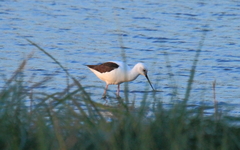 Cladorhynchus leucocephalus
