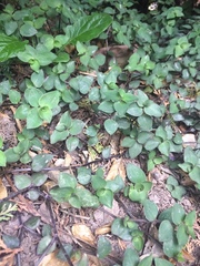 Callisia repens