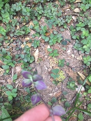Callisia repens