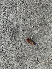 Periplaneta americana