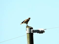 Rupornis magnirostris
