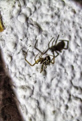 Steatoda triangulosa
