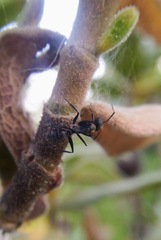 Camponotus micans
