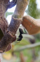 Camponotus micans