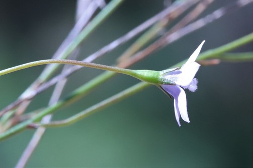 Wahlenbergia gracilis