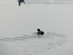 Fulica atra