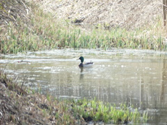 Anas platyrhynchos