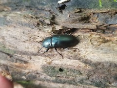 Helopini