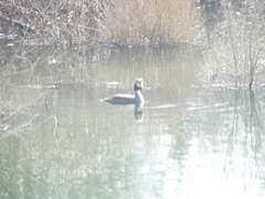 Podiceps cristatus
