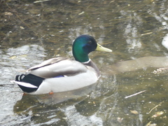 Anas platyrhynchos
