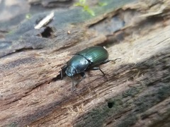 Helopini
