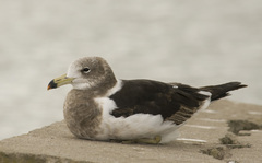 Larus atlanticus