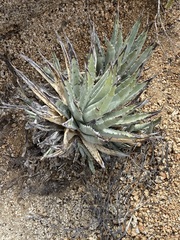 Agave cerulata