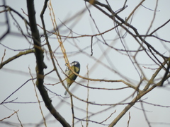 Cyanistes caeruleus