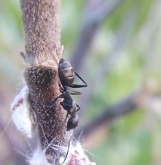 Camponotus micans
