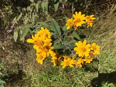 Aldama buddlejiformis