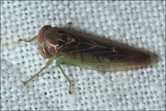 Rosopaella leurensis