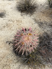 Ferocactus gracilis gracilis