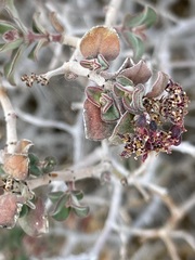 Euphorbia tomentulosa