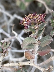 Euphorbia tomentulosa
