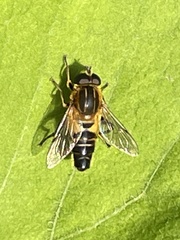 Helophilus eristaloidea