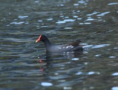 Gallinula galeata