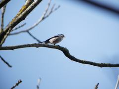Aegithalos caudatus
