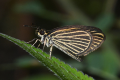 Apaustus gracilis