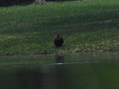 Cairina moschata domestica