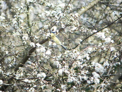 Cyanistes caeruleus
