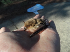 Pipistrellus