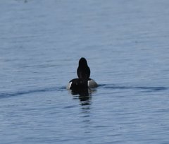 Aythya collaris