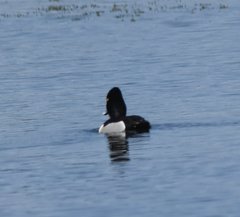 Aythya collaris