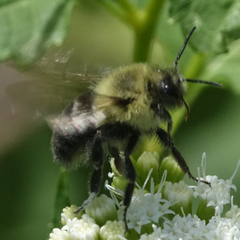 Bombus impatiens