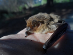 Pipistrellus