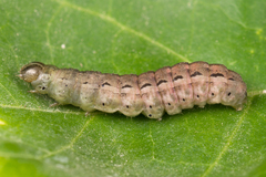 Spodoptera cilium